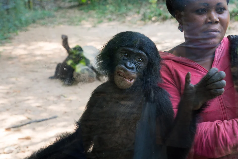 A young bonobo sitting beside a caregiver at the Lola ya Bonobo sanctuary near Kinshasa