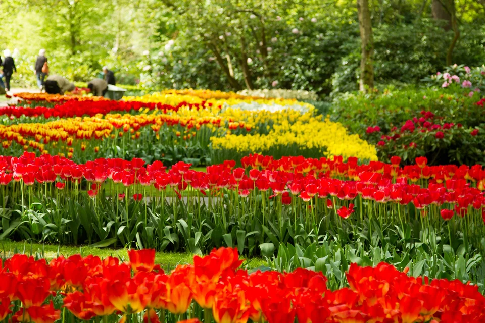 Reihen roter und gelber blühender Tulpen in den Gärten von Keukenhof in den Niederlanden