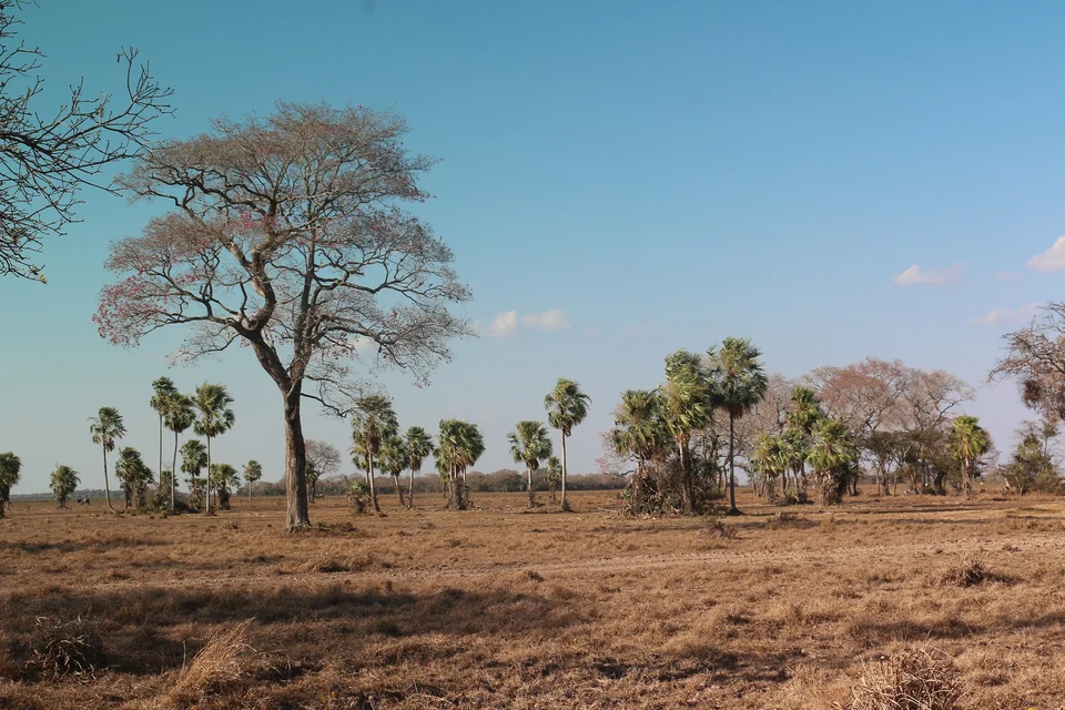 Flat grassland dotted with forest islands in the Llanos de Moxos, Beni, Bolivia, home of the Casarabe culture