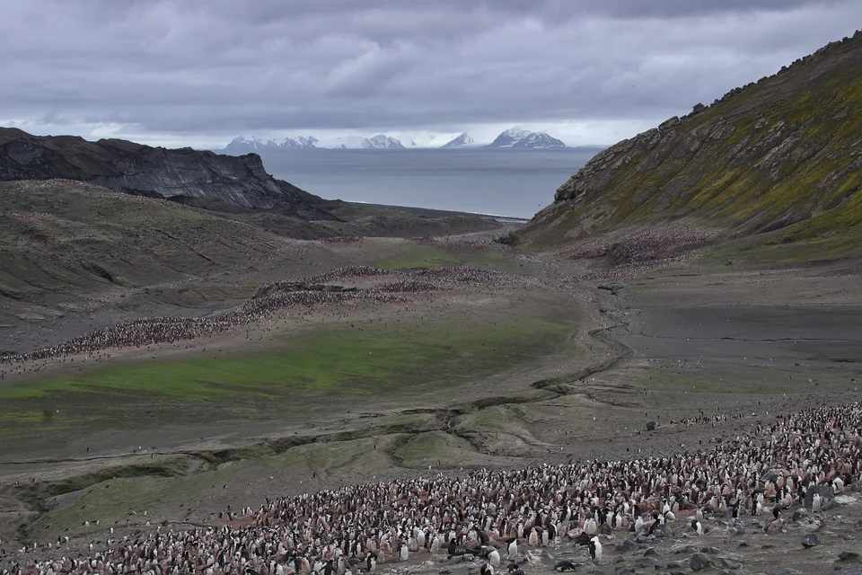 Thousands of chinstrap penguins filling a volcanic valley at Baily Head, Deception Island, with the sea behind