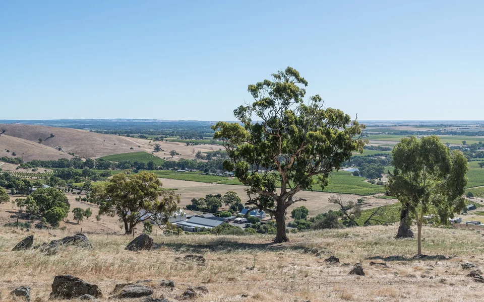 View over vineyards, gum trees and rolling hills of the Barossa Valley from Mengler Hill, South Australia