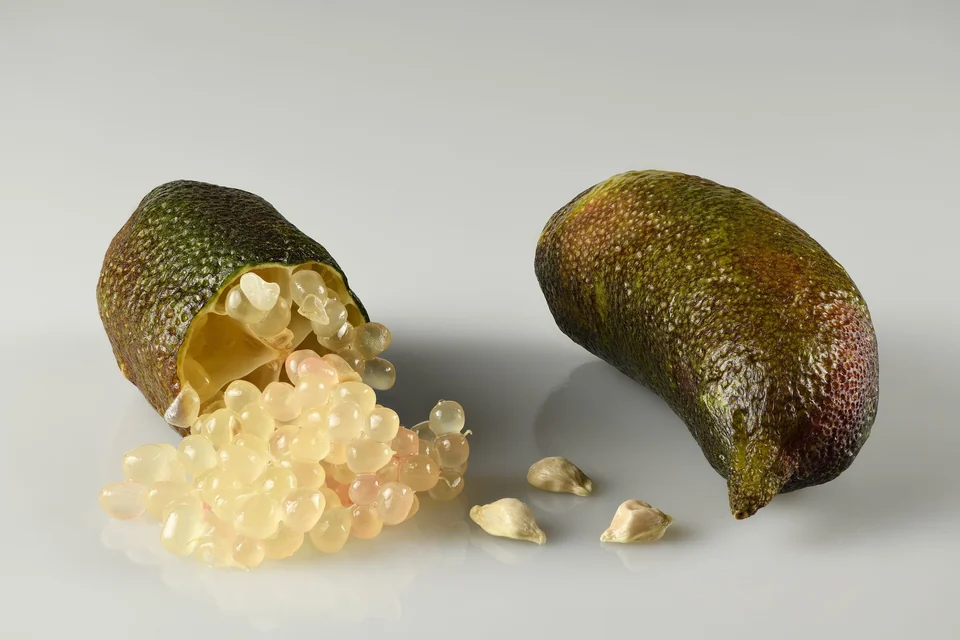 Two Australian finger limes, one split open to show its pale caviar-like juice pearls and seeds