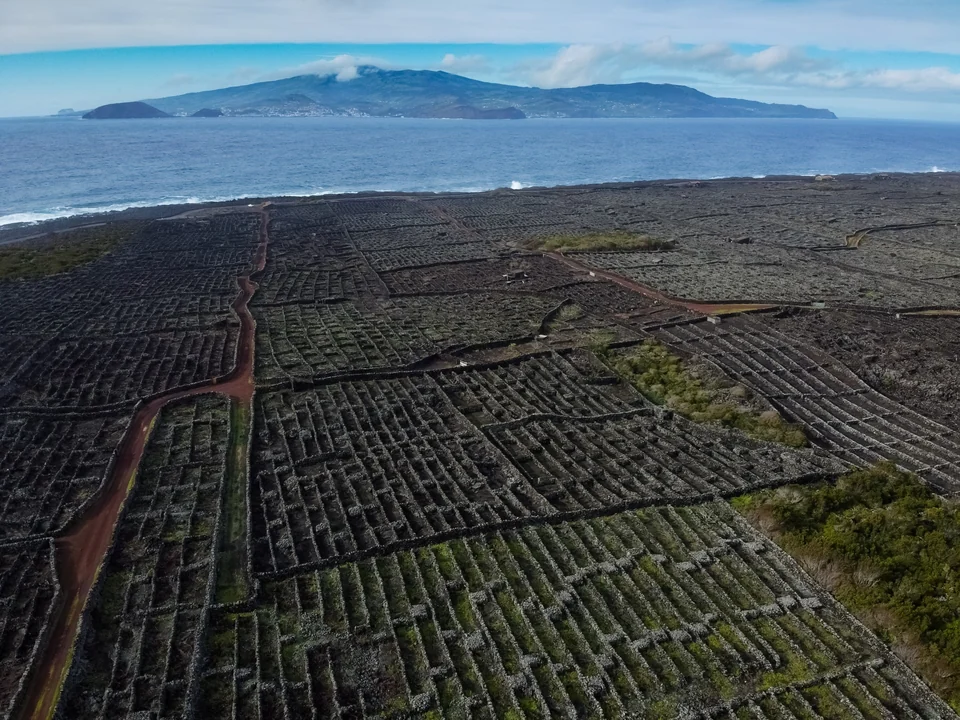 Aerial view of black lava-stone vineyard walls at Criação Velha on Pico, with the sea and Faial island beyond