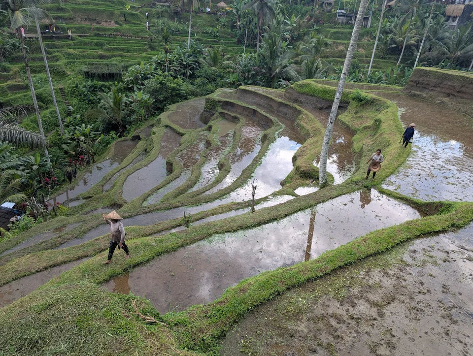 Terrassierte grüne Reisfelder mit Kokospalmen bei Tegalalang nahe Ubud, Bali