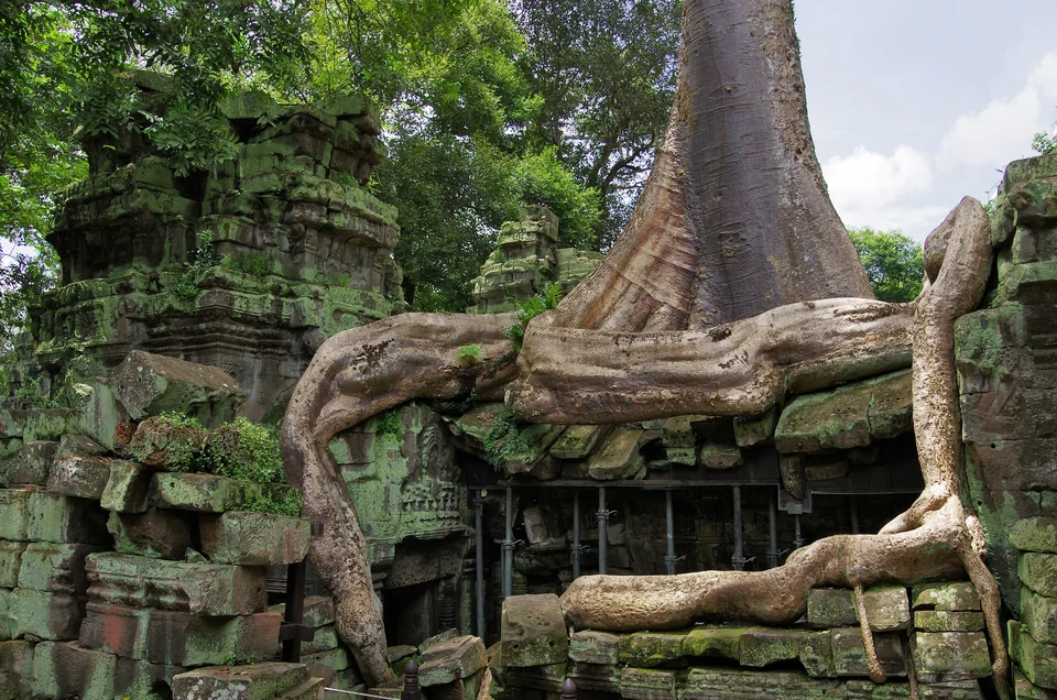 A giant tree gripping the ruined stone walls of Ta Prohm temple at Angkor, Cambodia