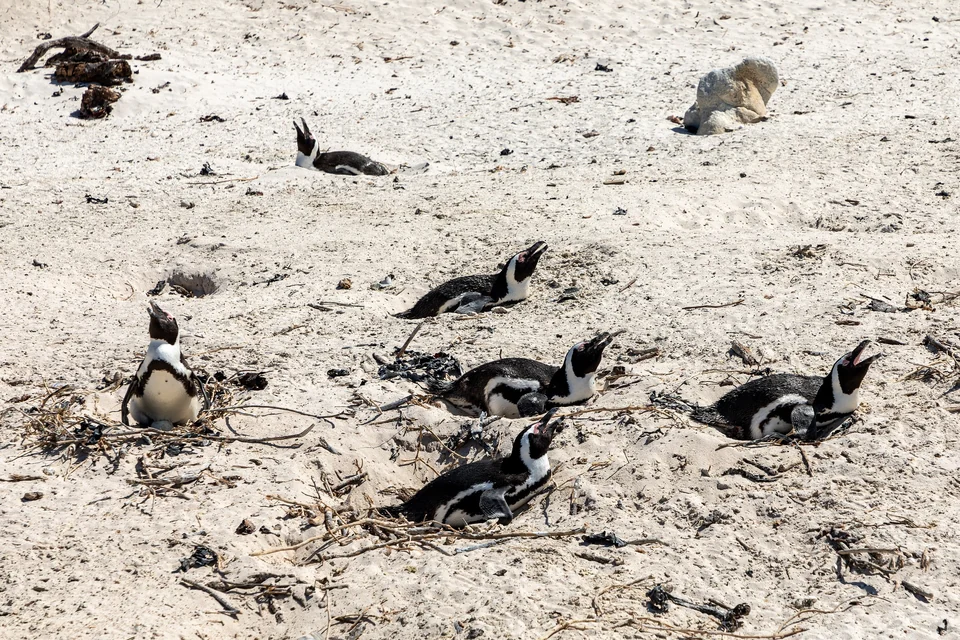 African penguins standing on the sand and granite boulders of Boulders Beach in Simon's Town