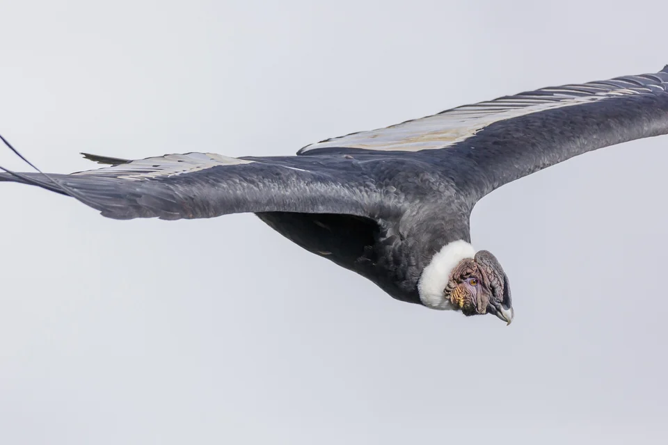 Cóndor andino en vuelo visto de cerca, con su gorguera blanca en el cuello y sus anchas alas negras extendidas