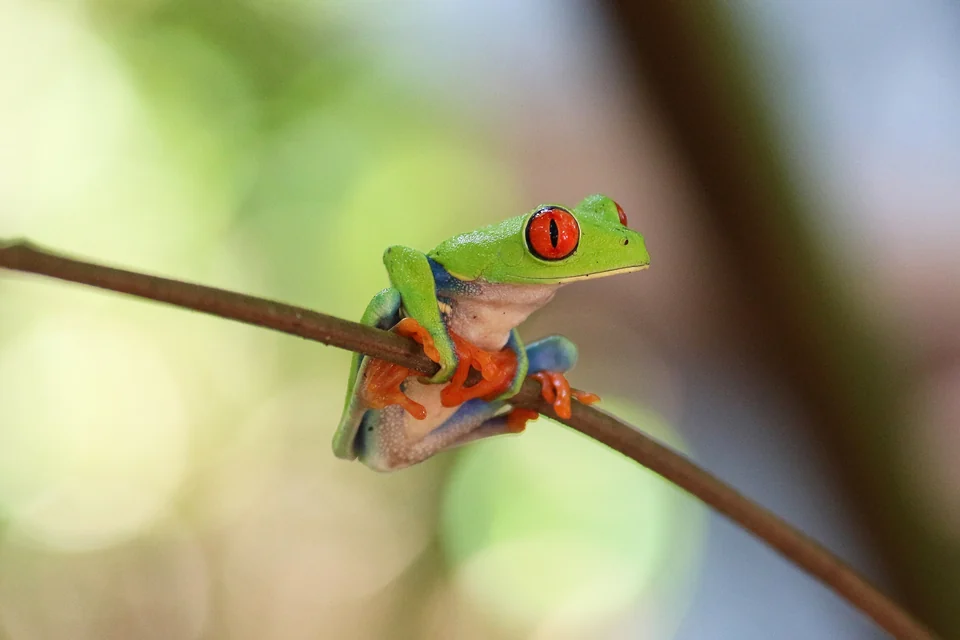 Red-eyed tree frog with green skin, blue and yellow flanks and orange feet clinging to a leaf in Costa Rica