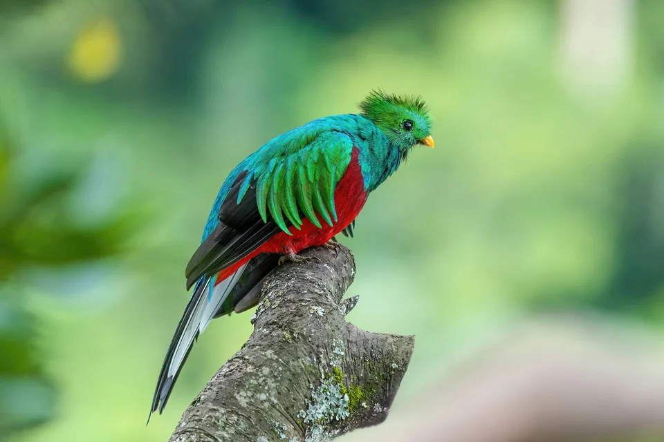 Male resplendent quetzal with a red breast and long green tail feathers perched in a Costa Rican cloud forest