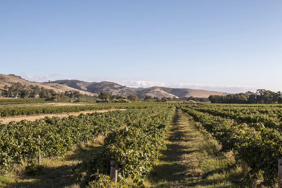 Rows of green grapevines stretching toward low hills in the Barossa Valley wine region, South Australia
