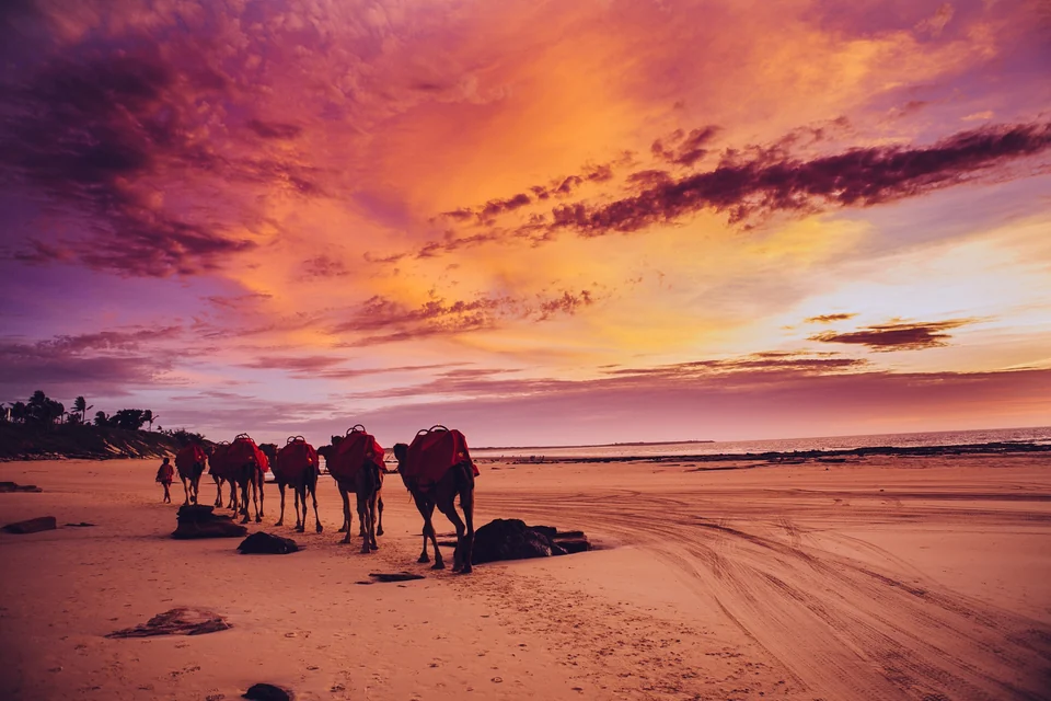 Line of camels walking along Cable Beach at sunset under a pink and orange sky in Broome, Western Australia
