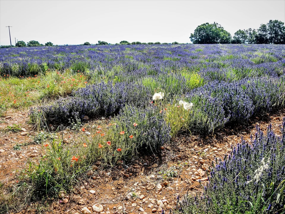 Rows of purple lavender in bloom with red poppies on the Valensole plateau in Provence, France