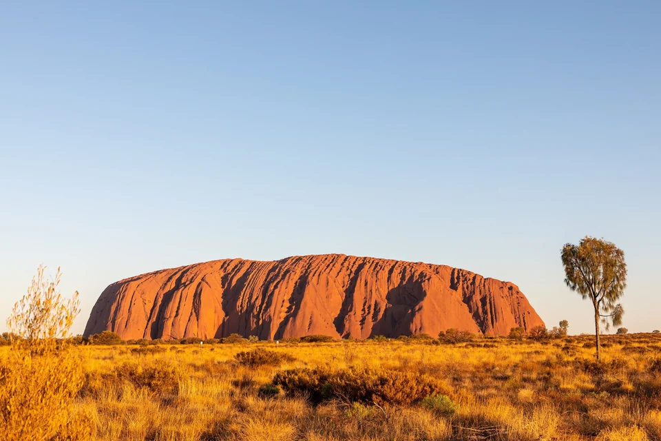 Uluru glowing deep red at sunset above golden spinifex grass in Uluru-Kata Tjuta National Park, Northern Territory