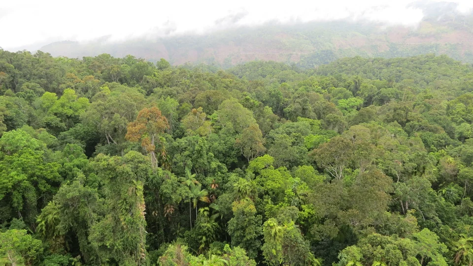 Dense green canopy of the Daintree Rainforest covering hills under low cloud in Far North Queensland
