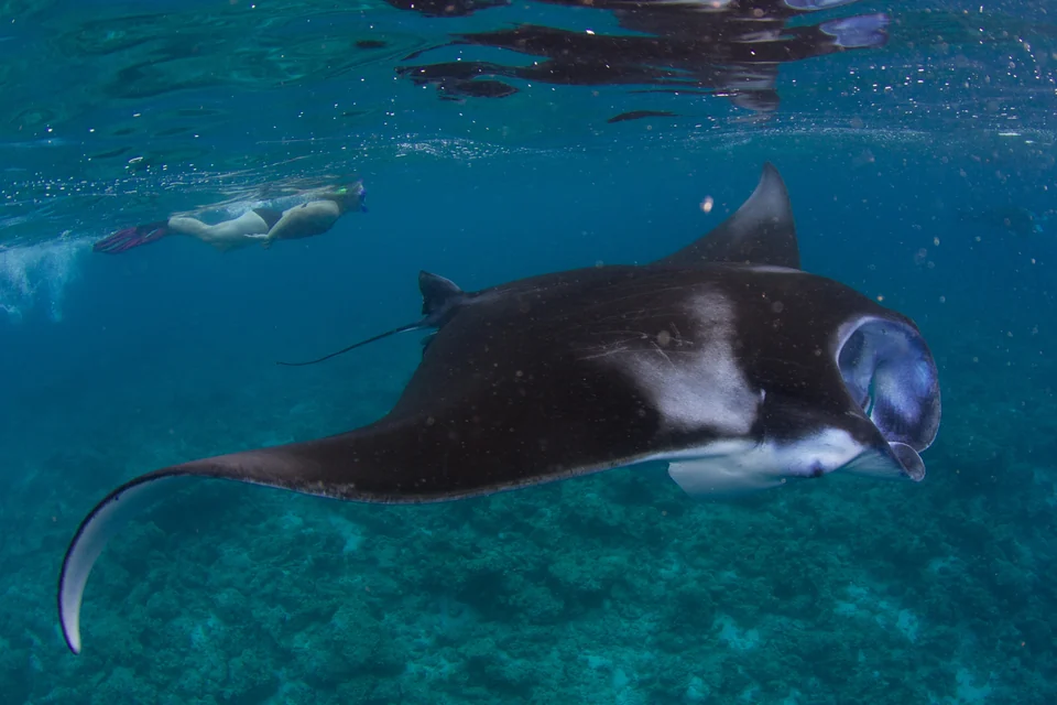 Reef manta ray gliding over the seabed with a snorkeler at the surface in the Maldives