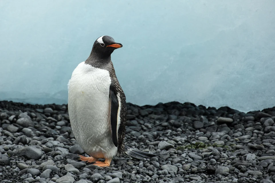 Gentoo penguin with an orange bill and white head patch standing on rocks at Brown Bluff on the Antarctic Peninsula