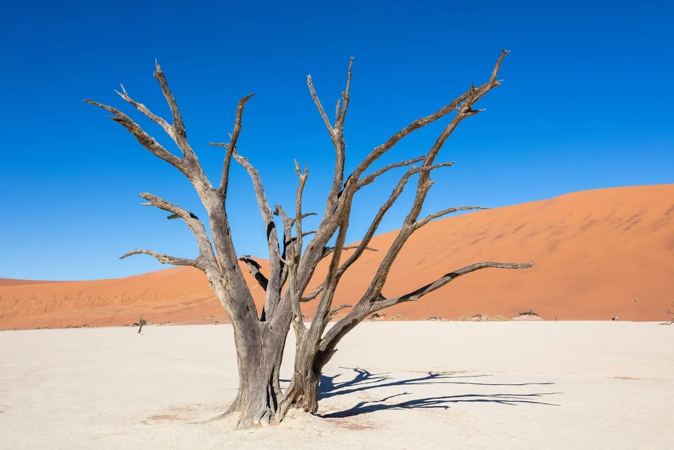 Dead camel thorn tree on the white clay pan of Deadvlei in front of an orange dune, Namib-Naukluft Park, Namibia
