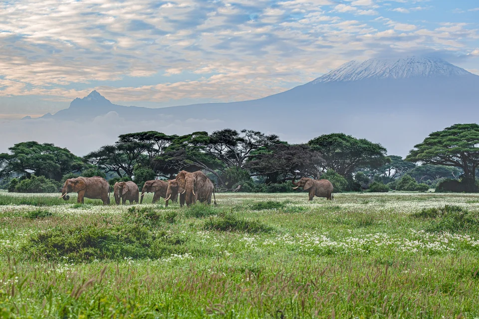 Elephants grazing in green Amboseli grassland with snow-capped Mount Kilimanjaro rising behind