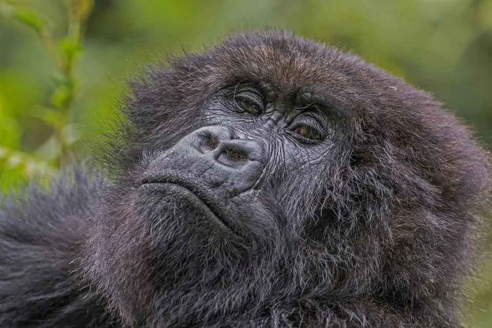 Close-up of a female mountain gorilla among green foliage in Volcanoes National Park, Rwanda
