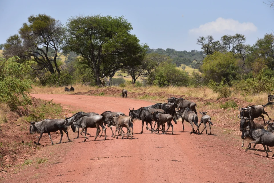 Herd of wildebeest crossing a red dirt track among acacia trees during the Great Migration in the northern Serengeti