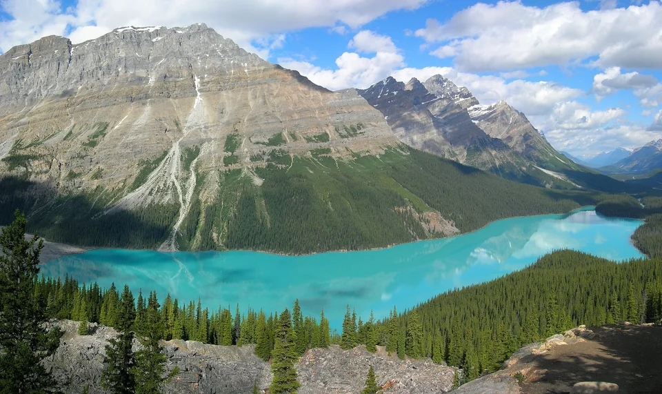 Turquoise Peyto Lake surrounded by forest and snowy peaks in Banff National Park, Alberta, Canada