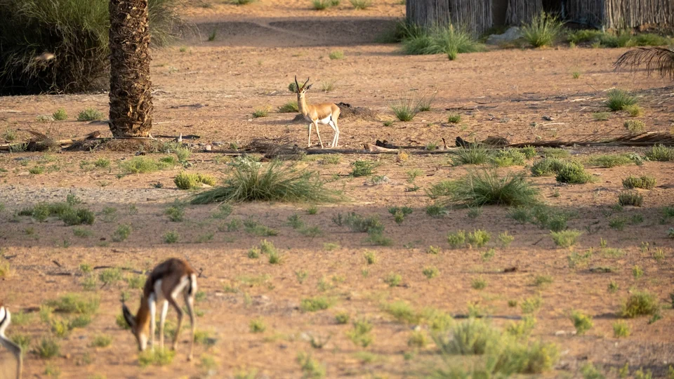 Arabian gazelles grazing among desert shrubs and palms in the Dubai Desert Conservation Reserve