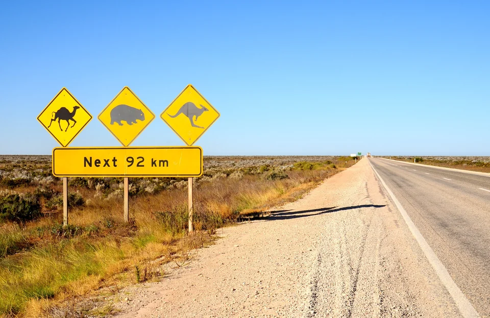 Yellow road signs warning of camels, wombats and kangaroos for the next 92 km on the Eyre Highway, Nullarbor