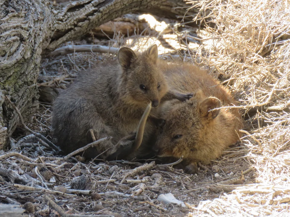 Two quokkas resting together under dry shrubs on Rottnest Island, Western Australia