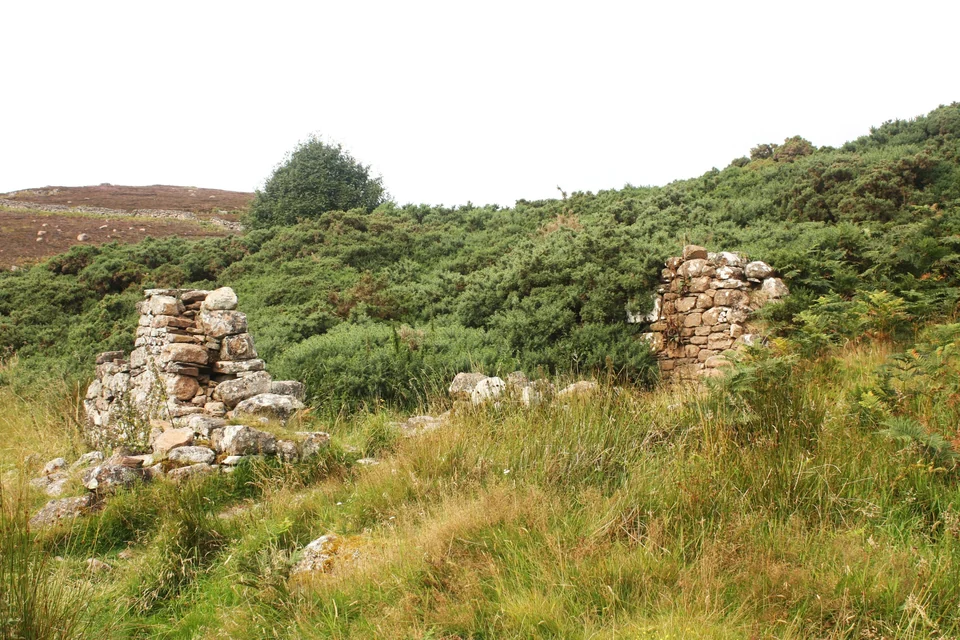 Crumbling stone walls of an abandoned cottage among grass and gorse at Badbea clearance village in Caithness