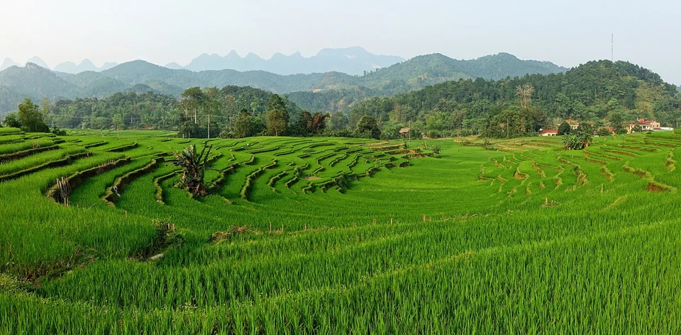 Grüne Reisterrassen winden sich durch ein Tal mit bewaldeten Hügeln dahinter, Provinz Ha Giang, Vietnam