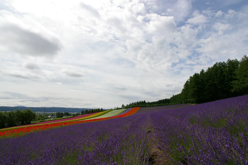 Rows of purple lavender in bloom on a hillside farm in Nakafurano with mountains behind