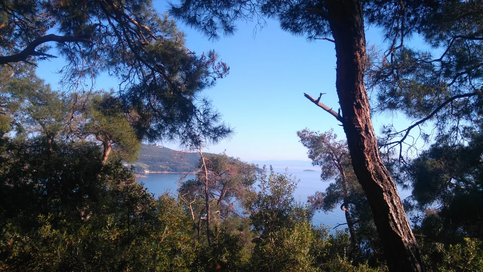 Des pins encadrent une vue sur la mer de Marmara bleue depuis une colline de Büyükada, dans les îles des Princes