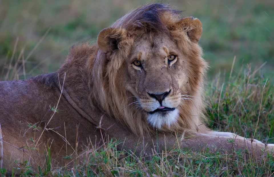 Adult male lion resting in the grass in the Maasai Mara National Reserve, Kenya
