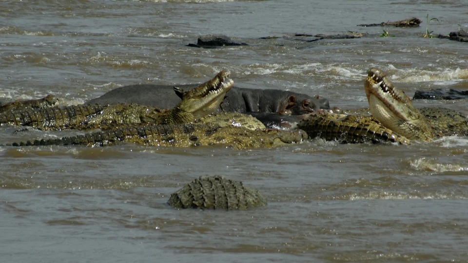 Wildebeest wading across the Mara River in the Maasai Mara, Kenya