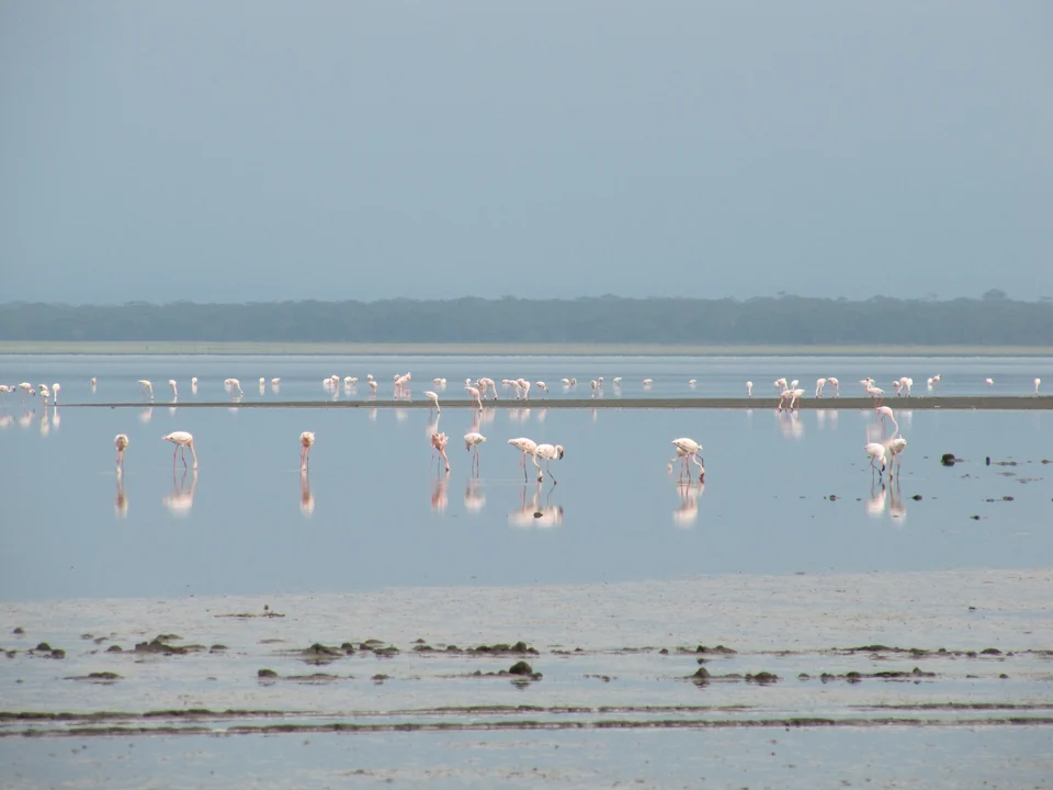 Flocks of lesser flamingos feeding along the shore of Lake Nakuru, Kenya