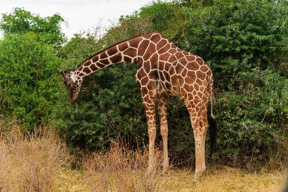 Reticulated giraffe bending to eat from an acacia in Samburu National Reserve, Kenya