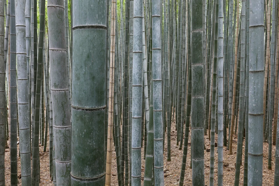 Tall green bamboo stalks lining the walking path of the Arashiyama bamboo grove in western Kyoto