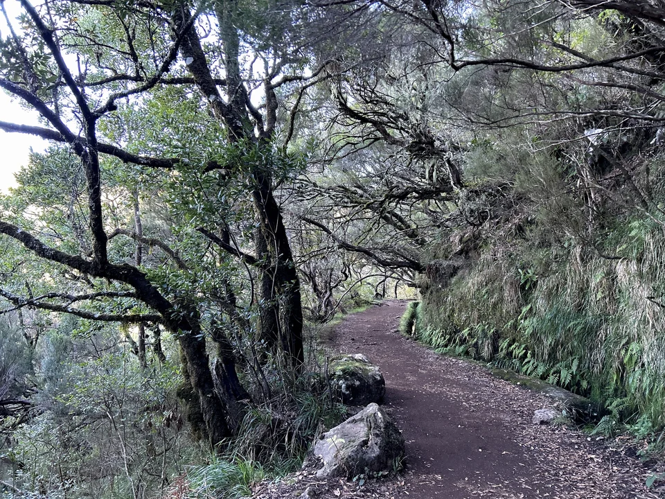 A shaded dirt path beside a mossy levada wall under laurel trees on the Caldeirão Verde route, Madeira