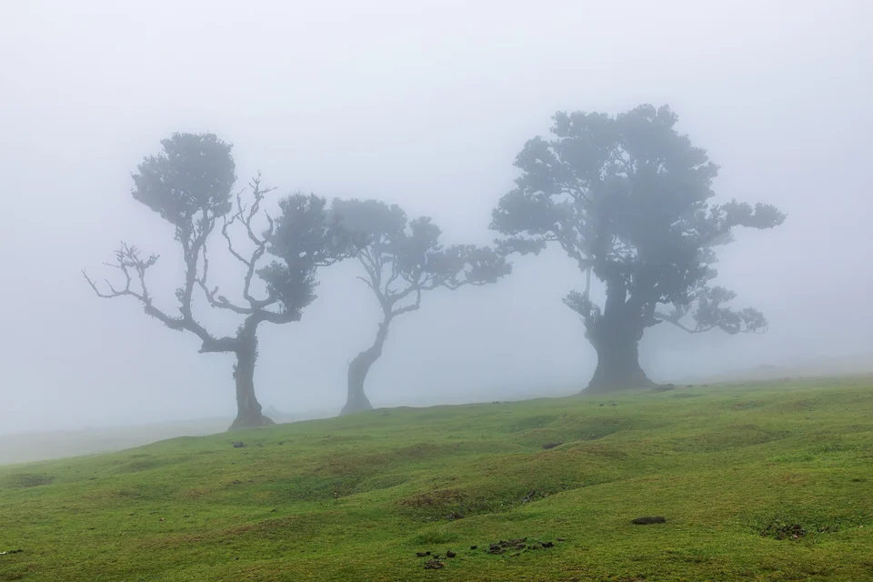 Three old laurel trees in thick fog above a grassy slope at Fanal, Madeira