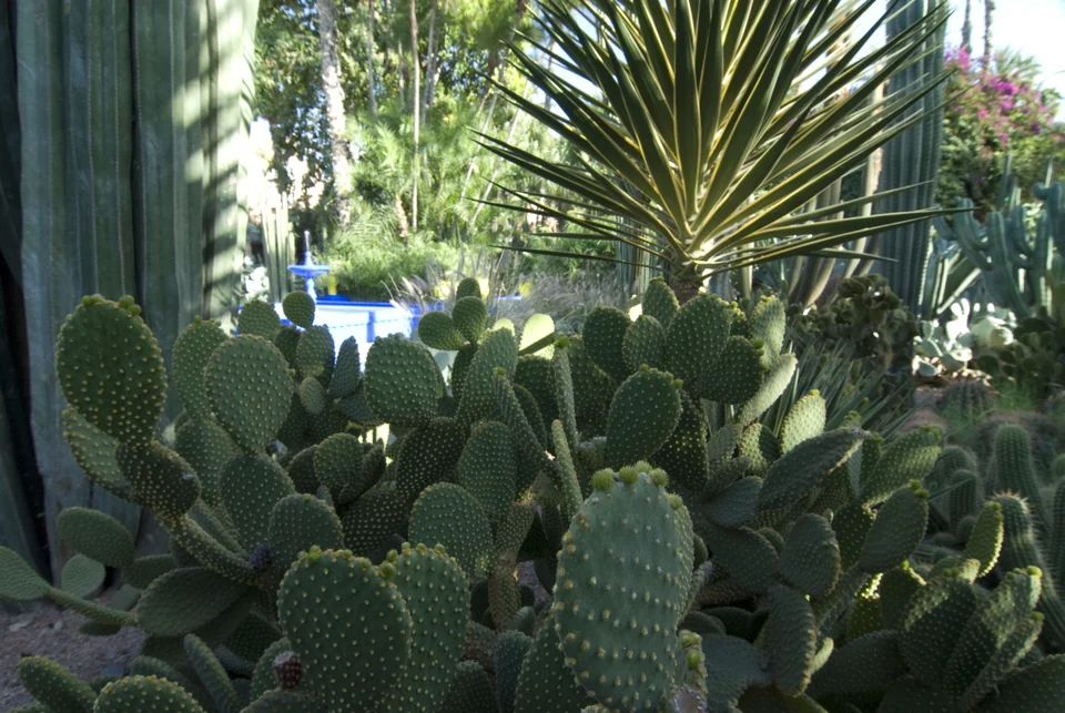 Prickly pear cacti and spiky agave in Jardin Majorelle, Marrakech, with a cobalt-blue fountain behind the plants