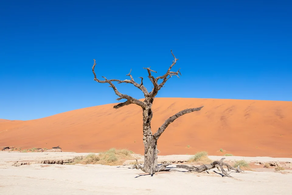 Dead camel thorn trees in the white clay pan of Deadvlei beneath huge red dunes in Namibia