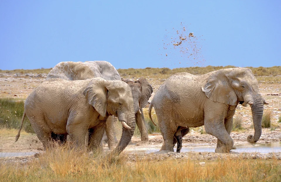 African elephants gathering at a waterhole in Etosha National Park, Namibia