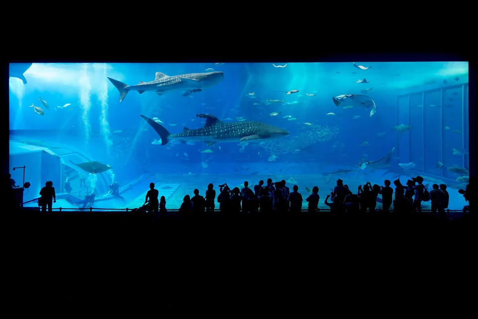 Visitors silhouetted against the giant Kuroshio Sea tank with a whale shark at Okinawa Churaumi Aquarium in Motobu