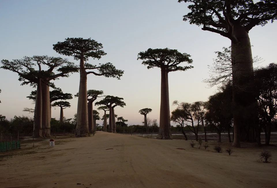 Tall baobab trees lining a red dirt road at the Avenue of the Baobabs near Morondava, Madagascar