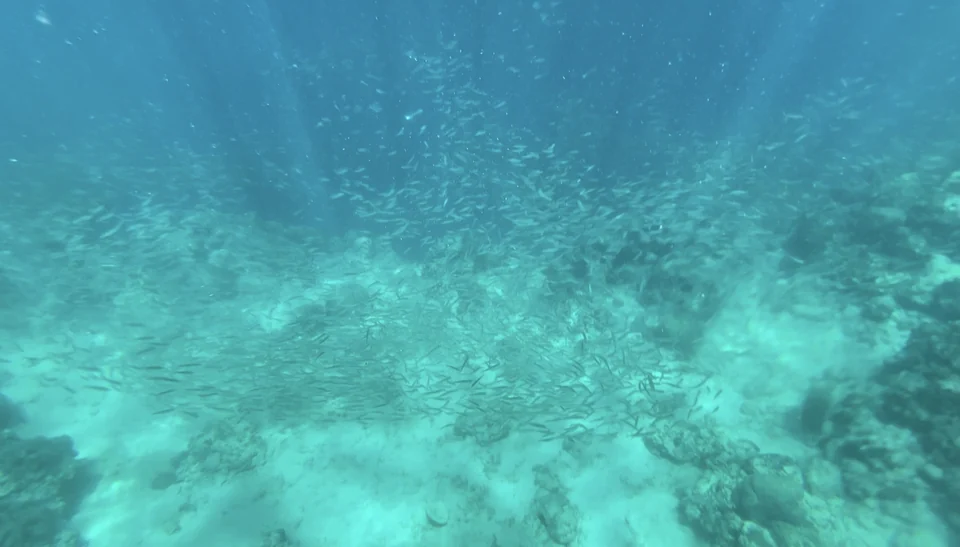Dense school of sardines swirling over the seafloor off Moalboal, Cebu