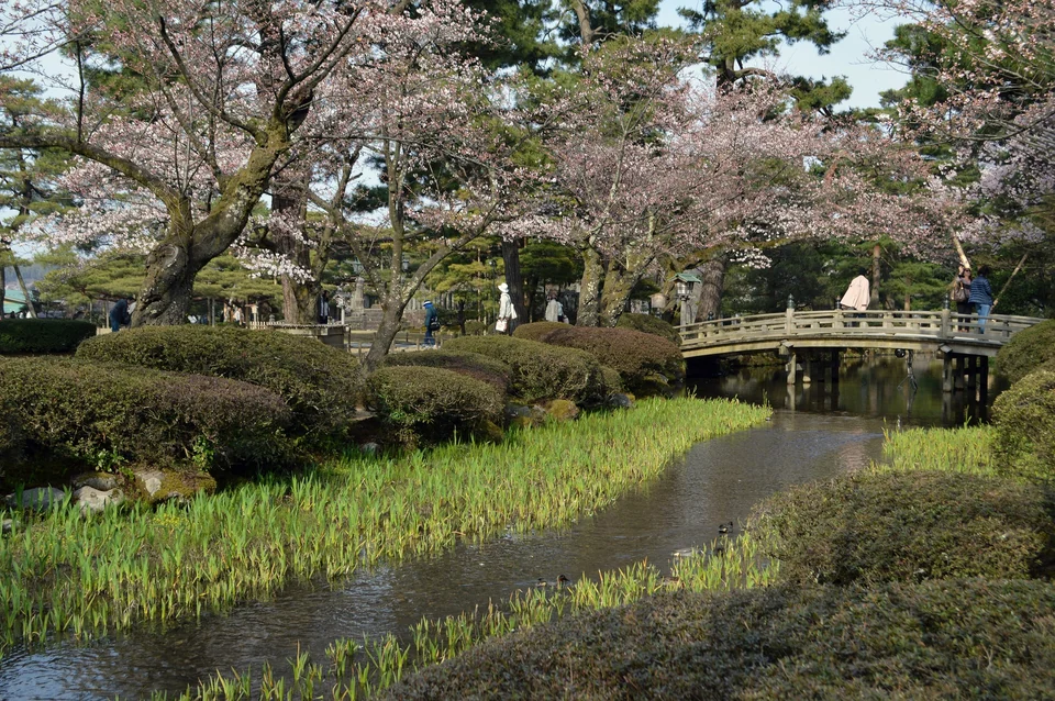 Cherry blossoms around a stone bridge and pond in Kenroku-en garden in Kanazawa in spring