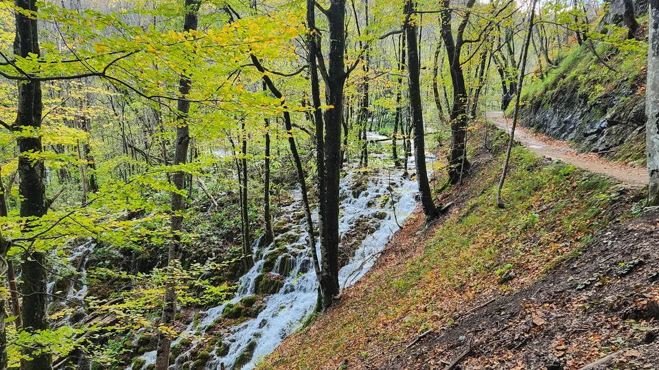 Sendero de bosque junto a una pequeña cascada entre hayas amarillas y verdes en otoño en los Lagos de Plitvice