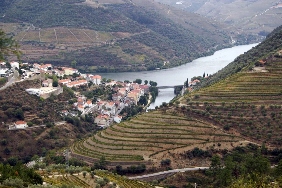 Terrassierte Weinberge an den steilen Hängen über dem Douro im Norden Portugals