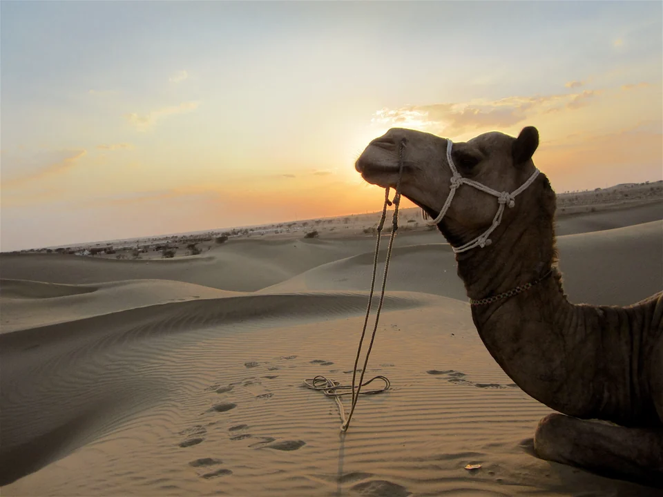 Gewellte Sanddünen bei Sam nahe Jaisalmer, im Licht des Sonnenuntergangs glühend