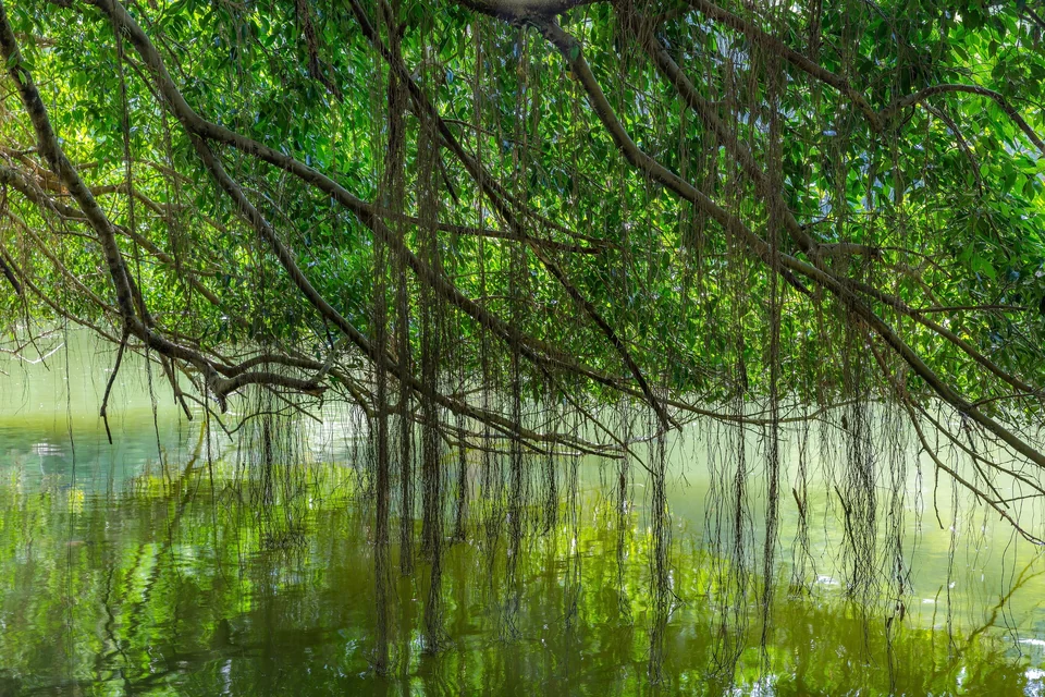 Geschwungene Äste eines alten birmanischen Banyanbaums, die sich im Wasser des Botanischen Gartens von Singapur spiegeln